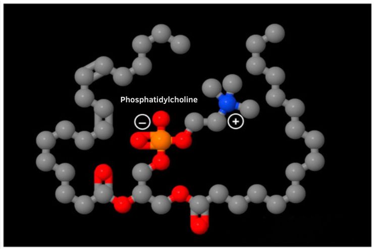 ఫాస్ఫాటిడైల్కోలిన్ అంటే ఏమిటి? ఉపయోగాలు, ప్రమాదాలు? - <span class='sndtitle'></img>Health Benefits and Risks of Phosphatidylcholine </span>