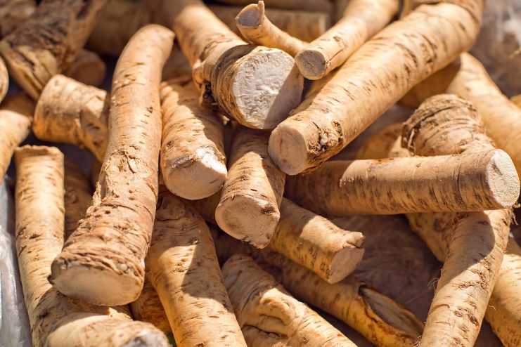 గుర్రపుముల్లంగి అంటే ఏమిటి? దాని ప్రయోజనాలు తెలుసా? - <span class='sndtitle'></img>What Is Horseradish? What Are Its Benefits? </span>