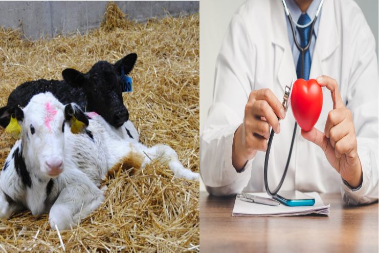 Metabolic Health & Cardiovascular Support