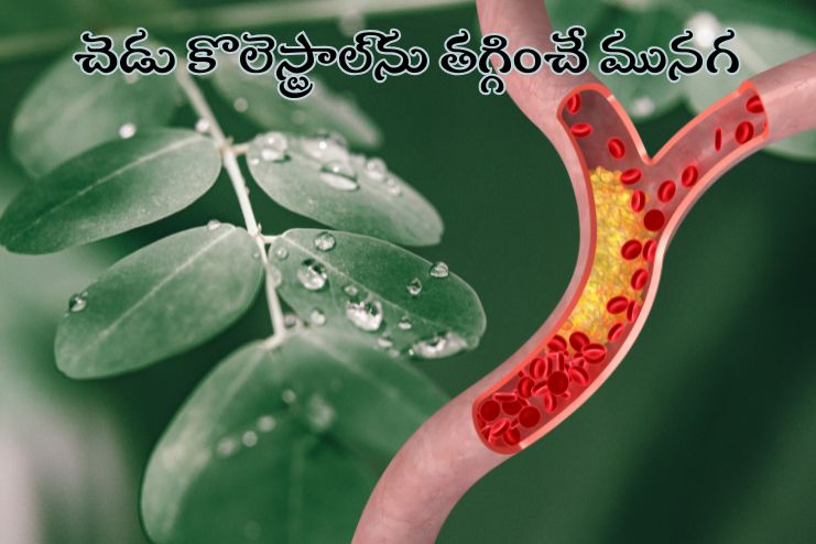 Moringa can lower cholesterol