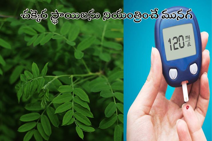 Moringa lower blood sugar levels