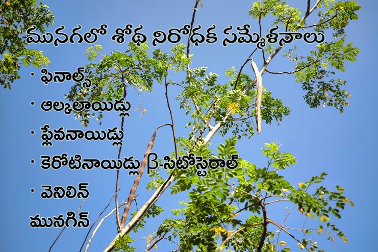 Moringa may reduce inflammation 2