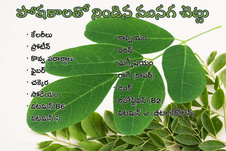 Moringa oleifera is very nutritious