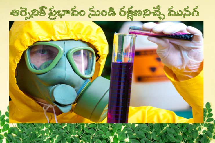 Moringa protects from arsenic toxicity