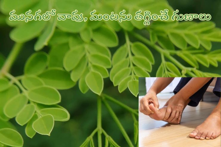 Moringa reduce inflammation