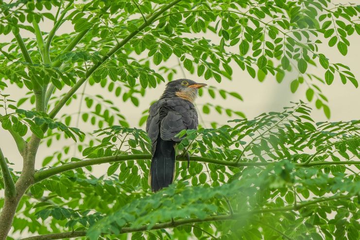 Moringa rich in antioxidants