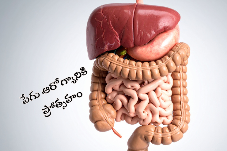 Promote intestinal health