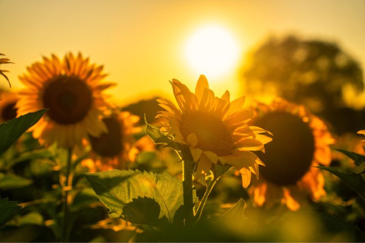 Risks of sunflower lecithin