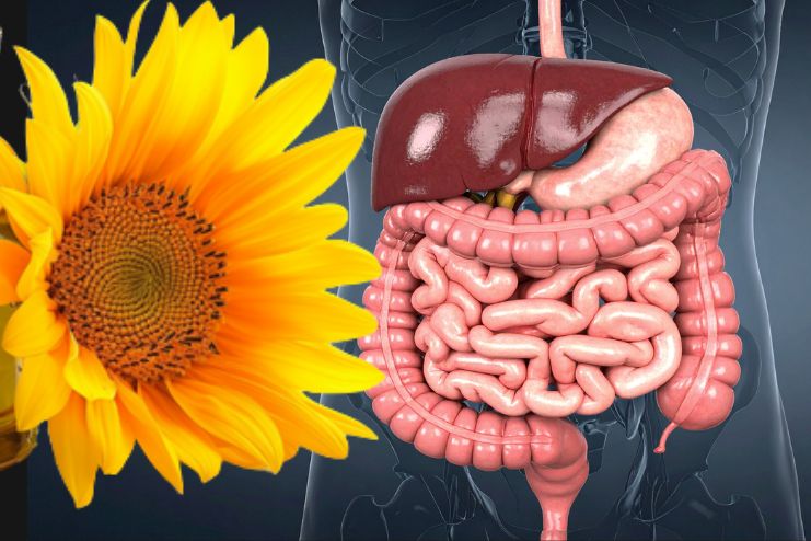 Supports the digestive system