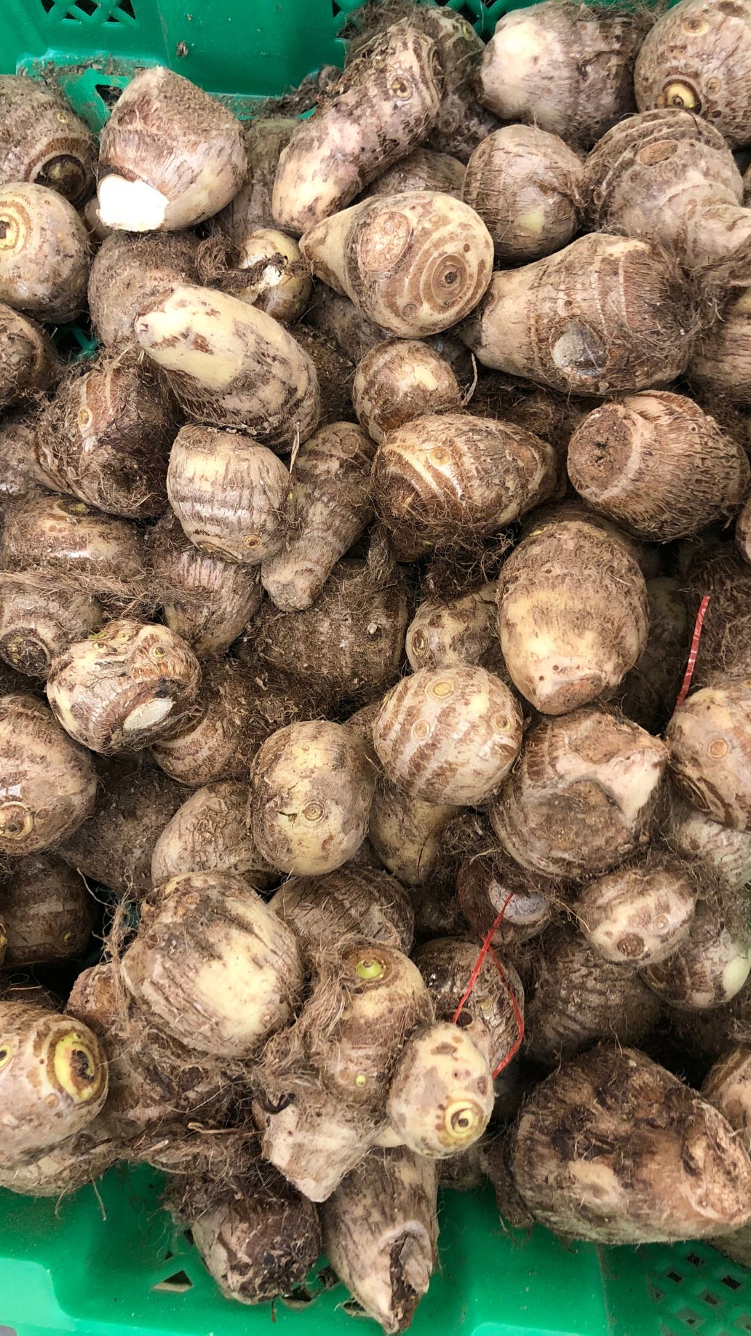Taro root