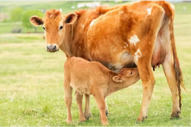 What Is bovine Colostrum