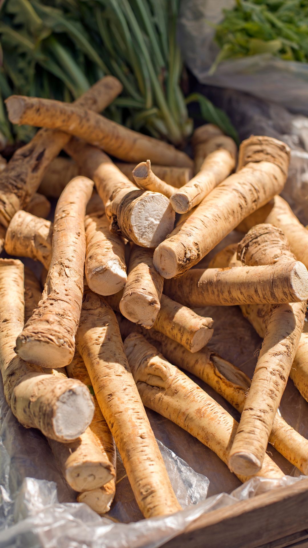 horseradish