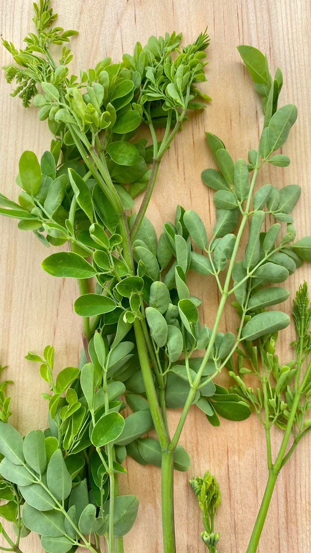 moringa benefits for liver health