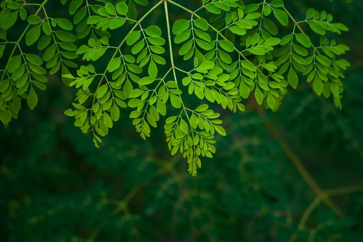moringa end