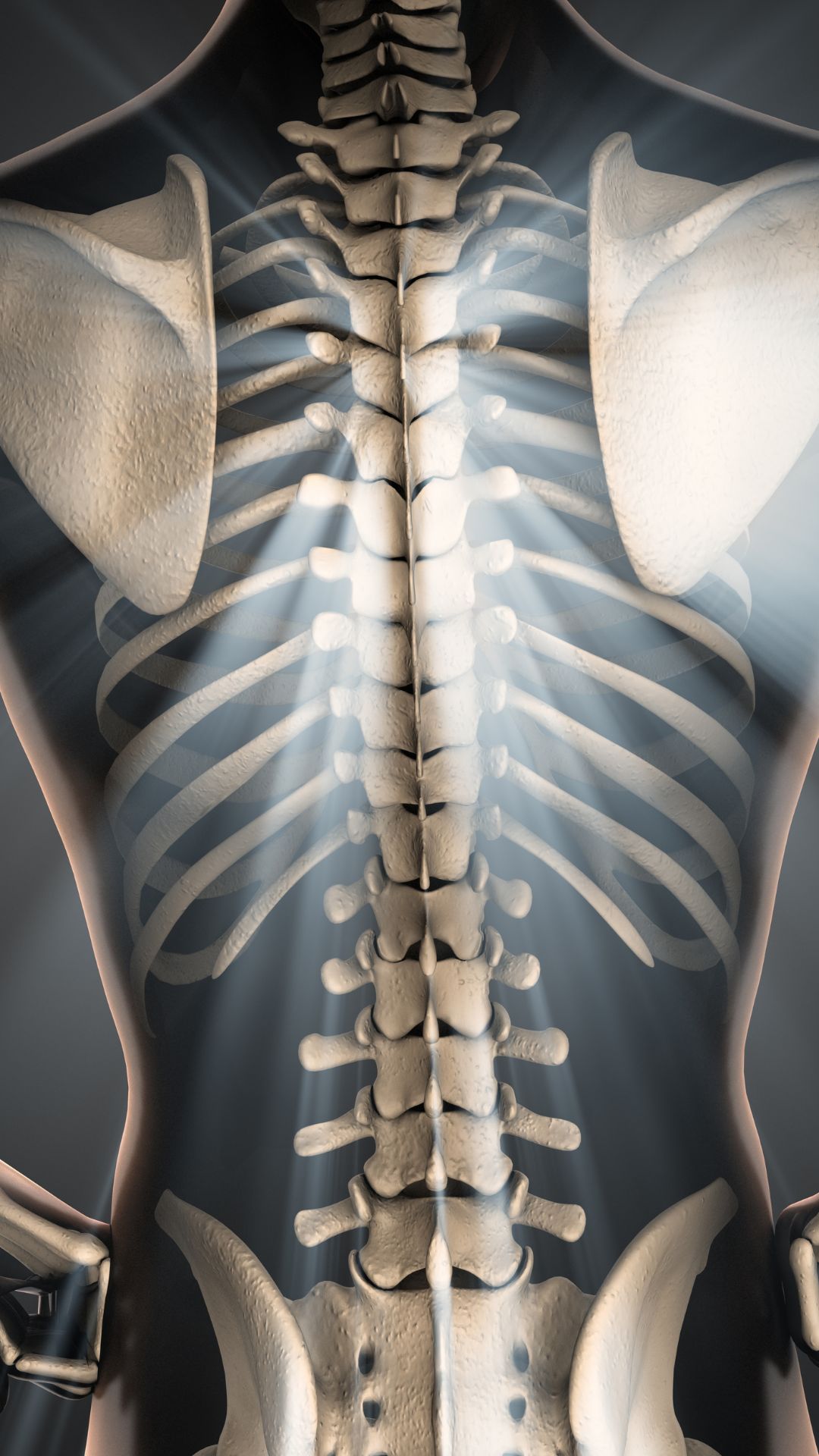 moringa for bone density