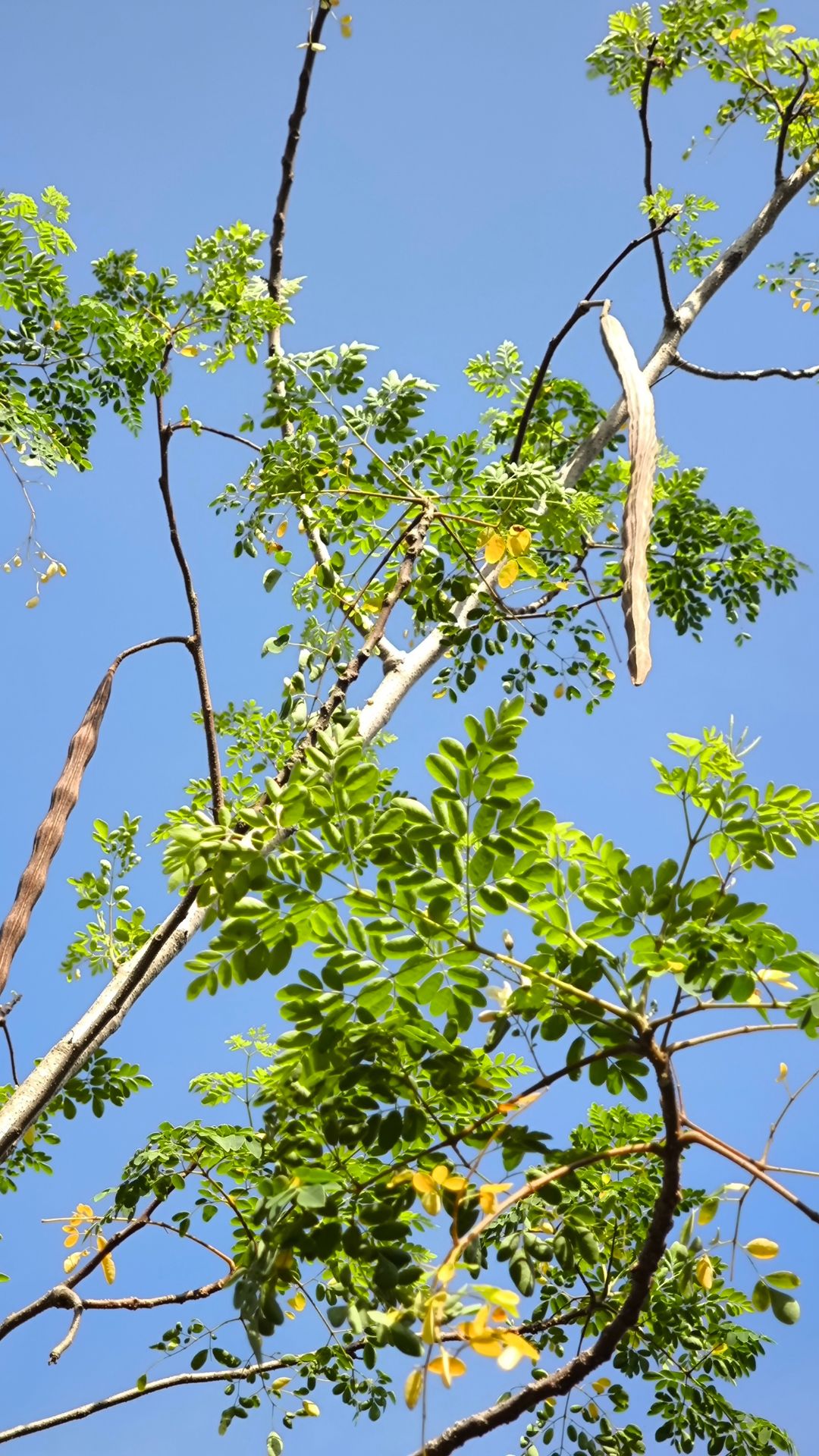 moringa functional food