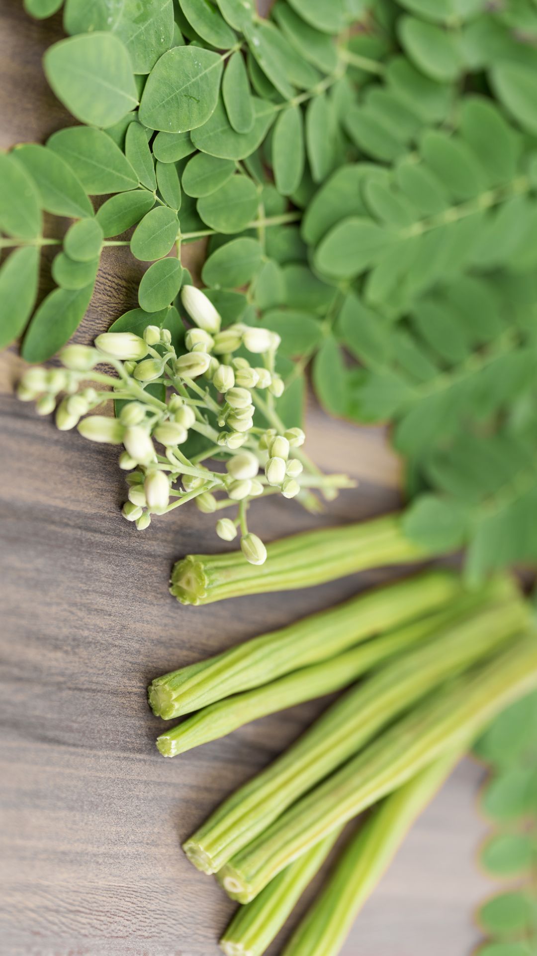 moringa immune booster