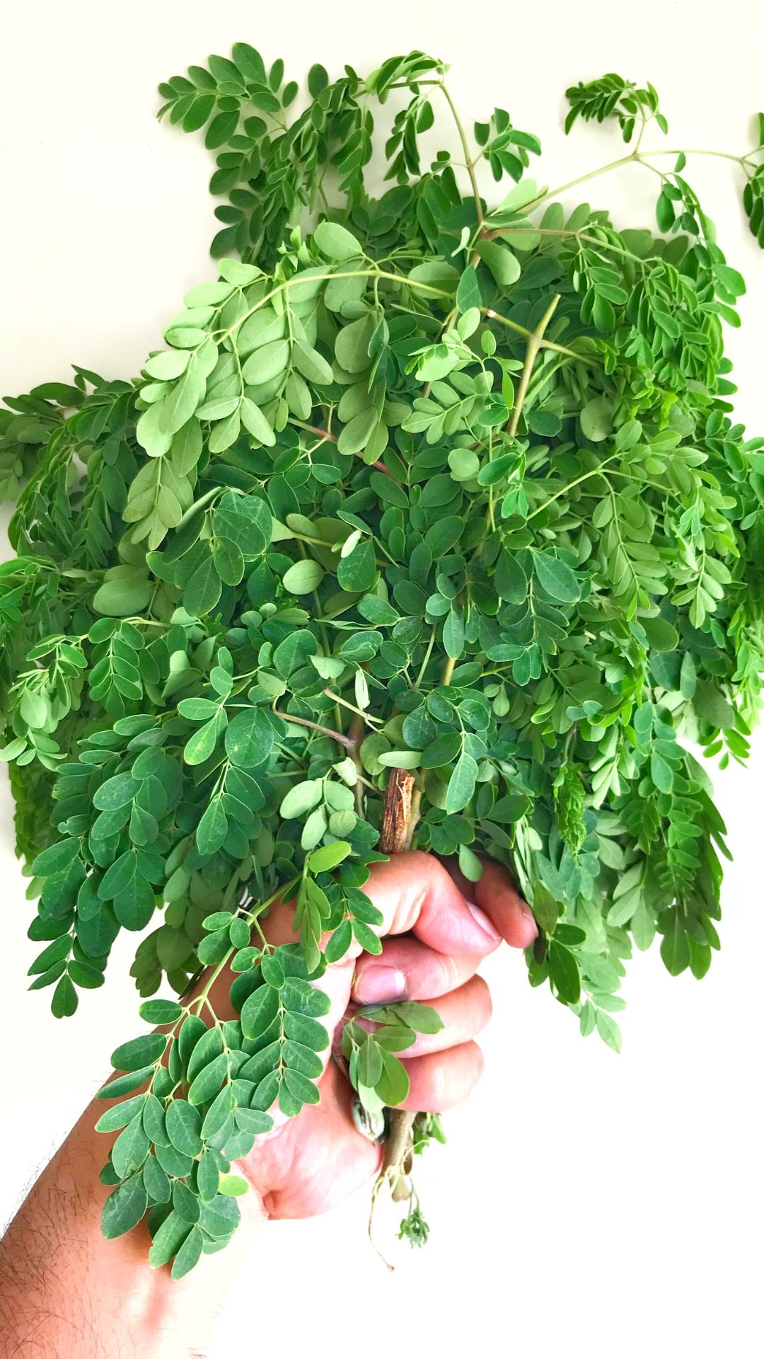 moringa leaves benefits