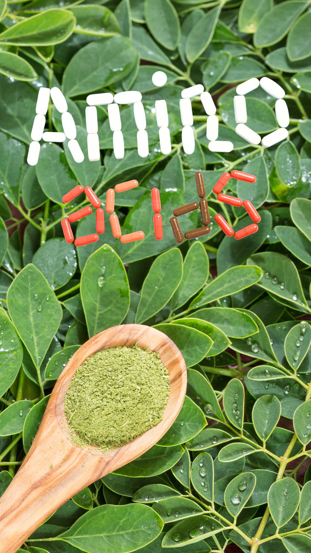 moringa nutrients