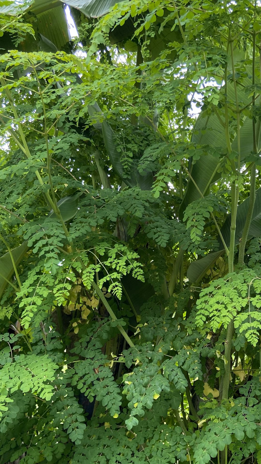 moringa oleifera