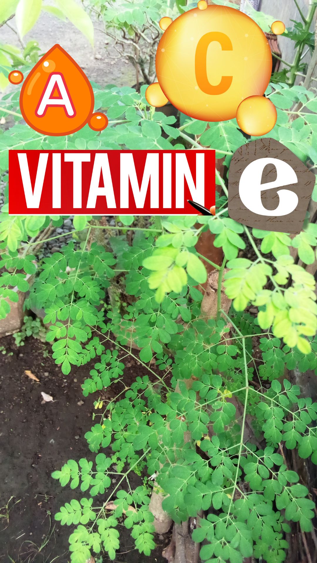 moringa vitamin C , moringa vitamin A and E