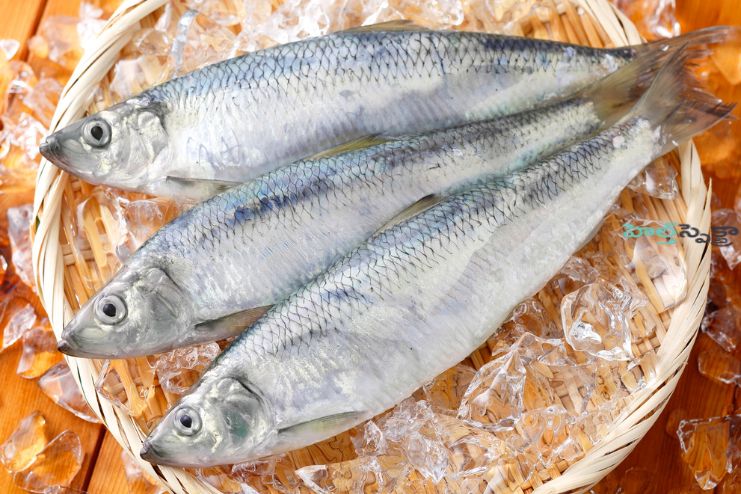 sardine fish