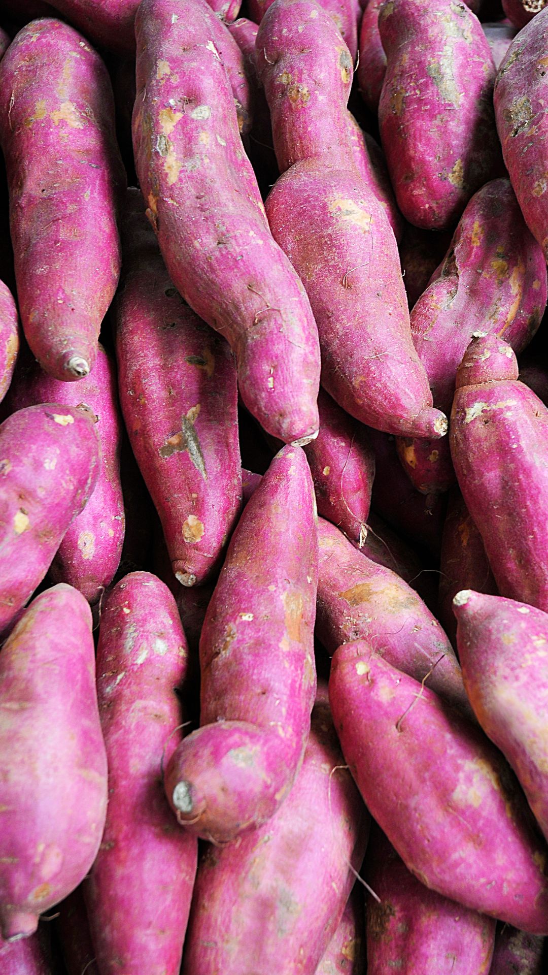 sweet potato winter nutrition