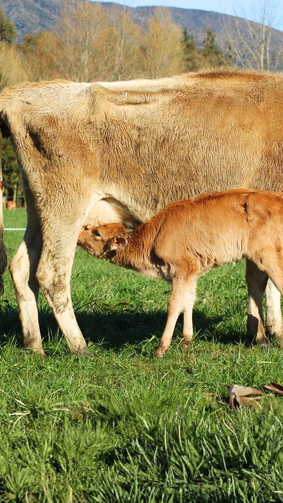 Bovine colostrum is the nutrient-rich first milk