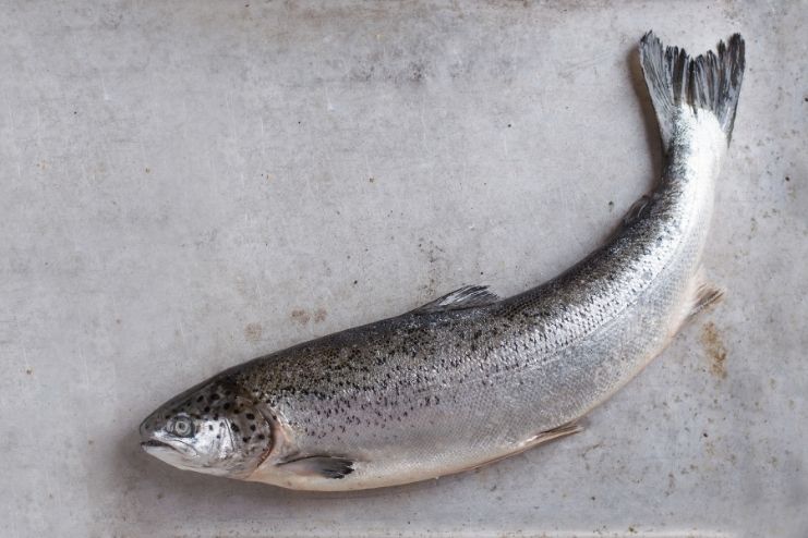 Disadvantages of Fresh Salmon