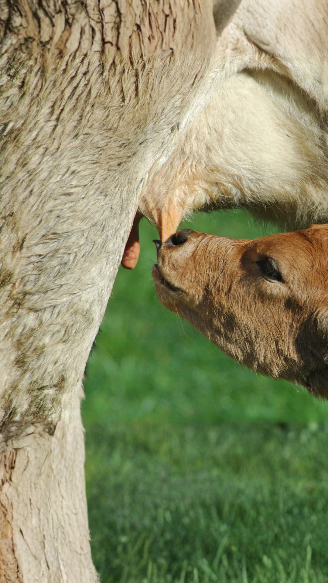 Growth Factors in Colostrum