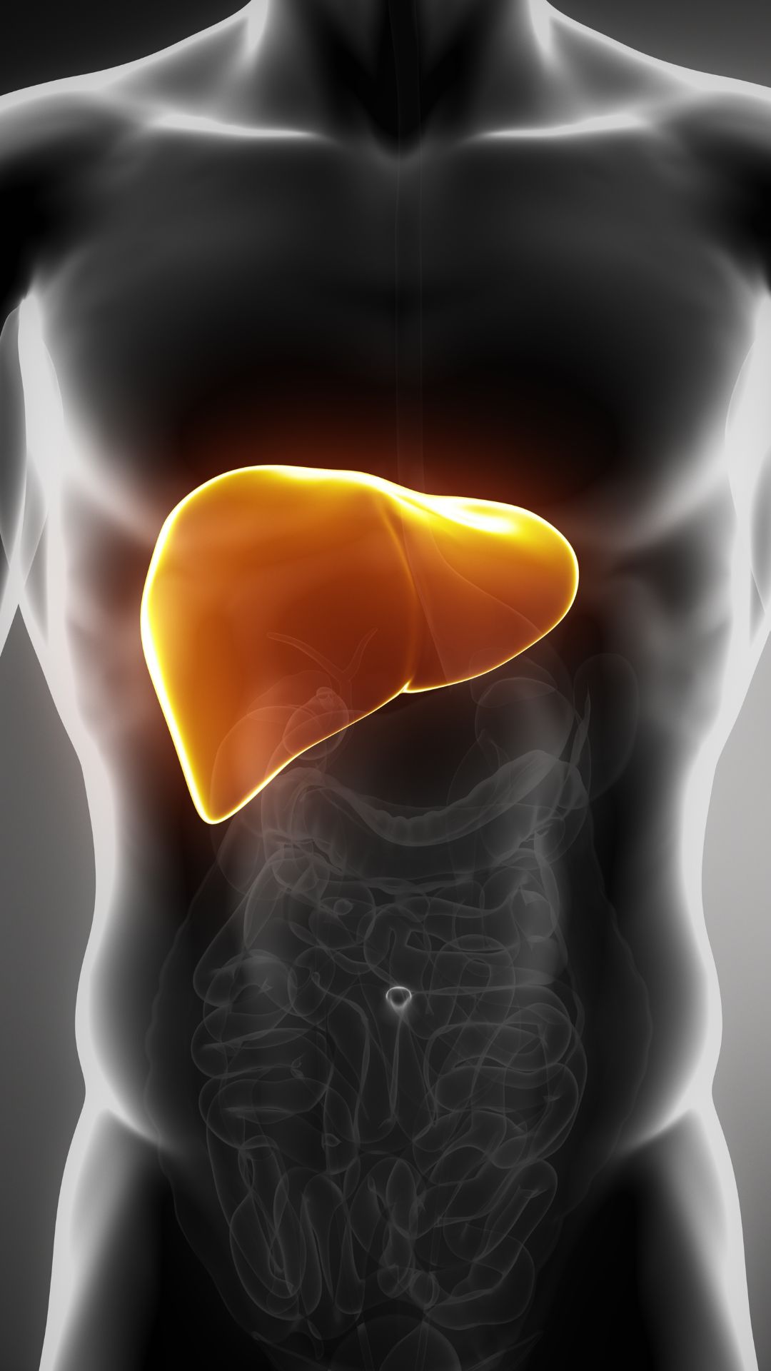 Liver repair after quitting alcohol