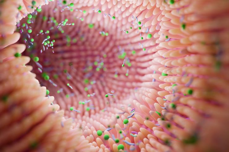 Nutrients that Support Gut Health 2