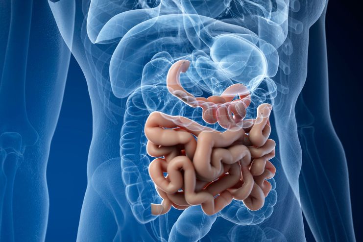 గట్ ఆరోగ్యానికి మద్దతు ఇచ్చే టాప్ 7 పోషకాలు - <span class='sndtitle'></img>Top 7 Nutrients that Support Gut Health </span>