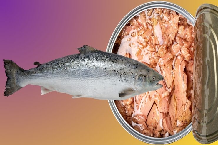 Nutritional Facts of Canned Salmon 2