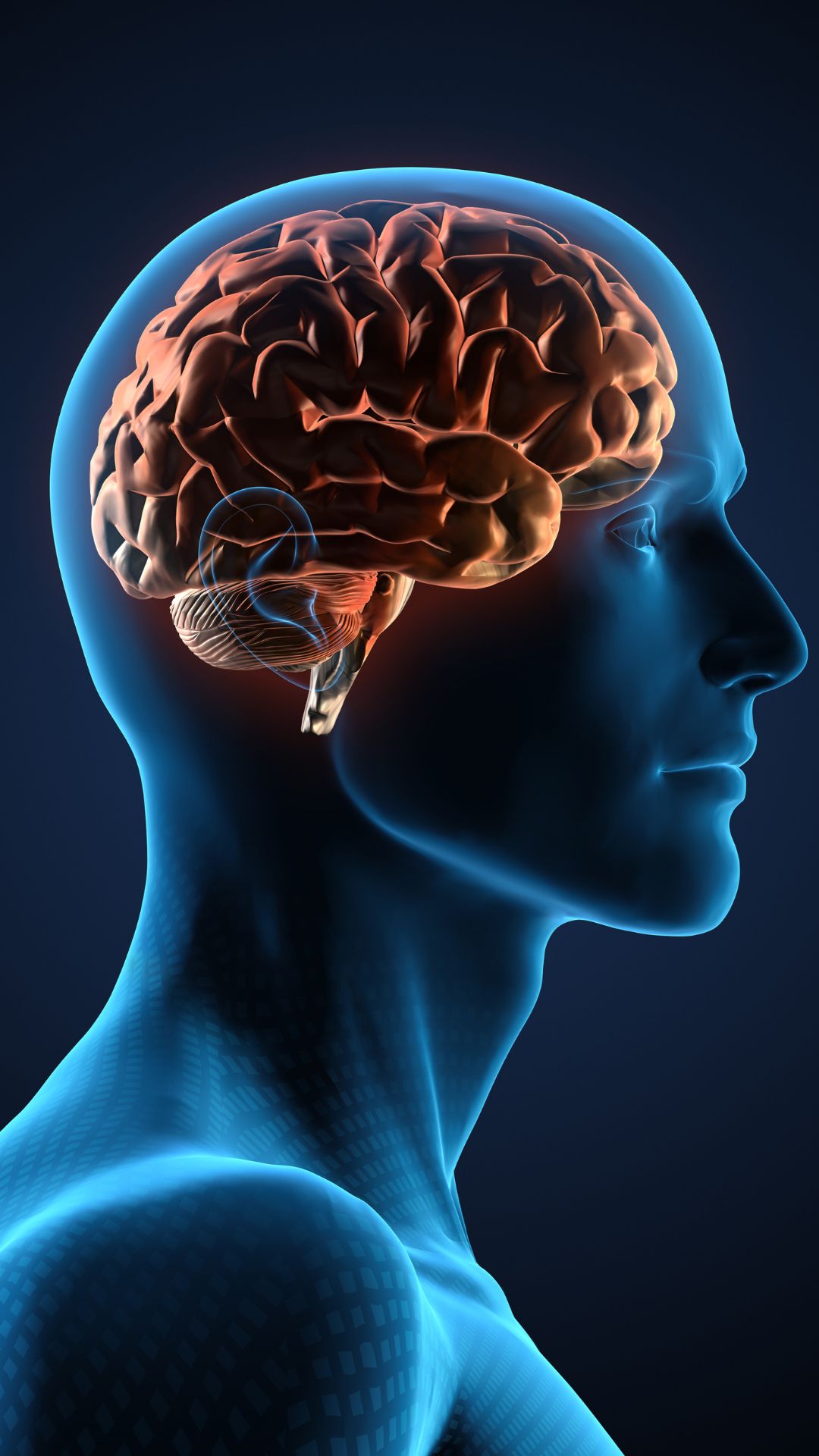 Supports brain function