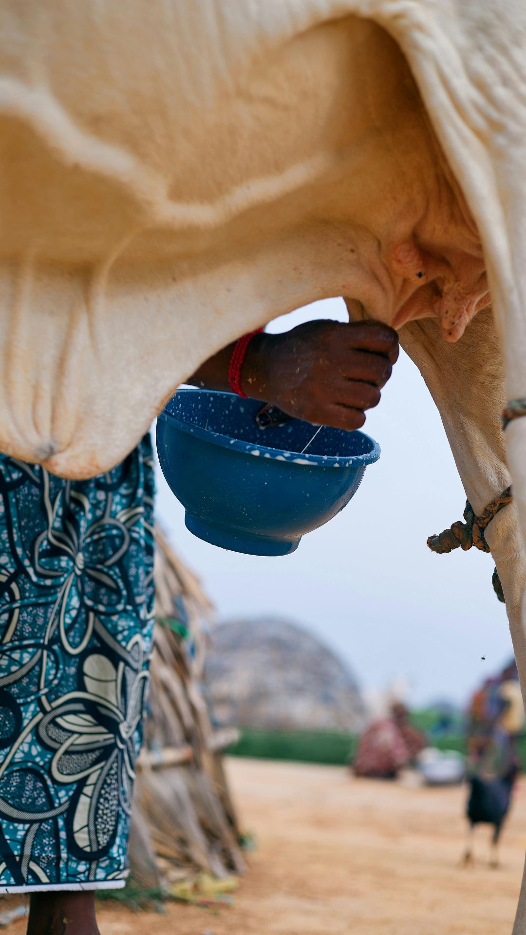 bovine colostrum benefits