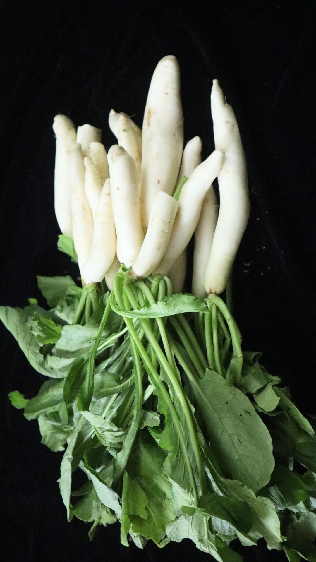 radish antioxidants
