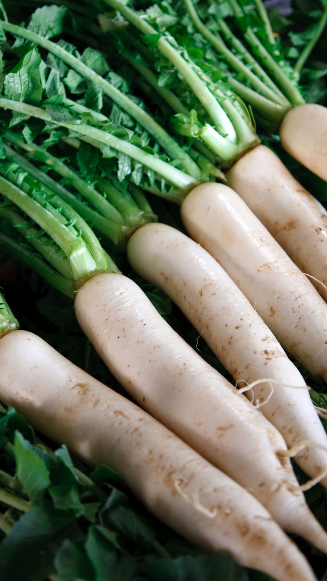 radish benefits for immunity