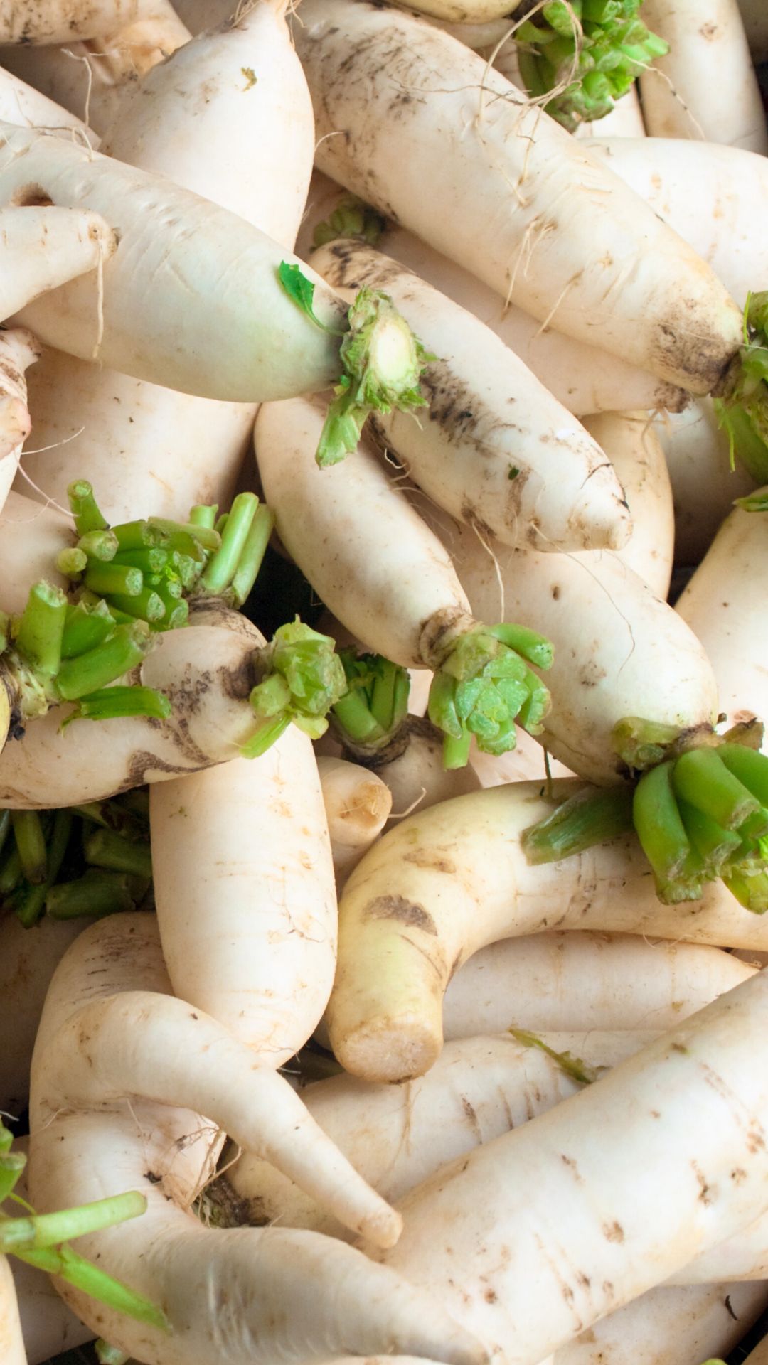 radish metabolism