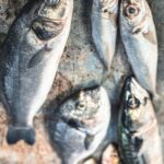 Fatty Fish – A Powerhouse