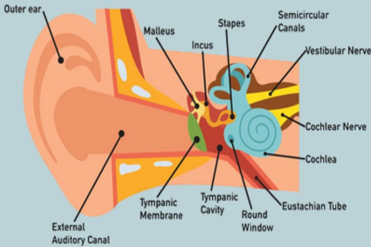 Infections hearing loss