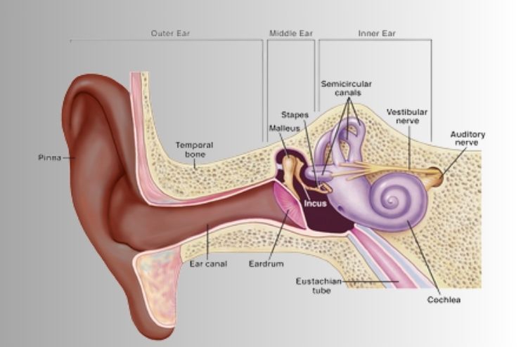 Main parts of the ear