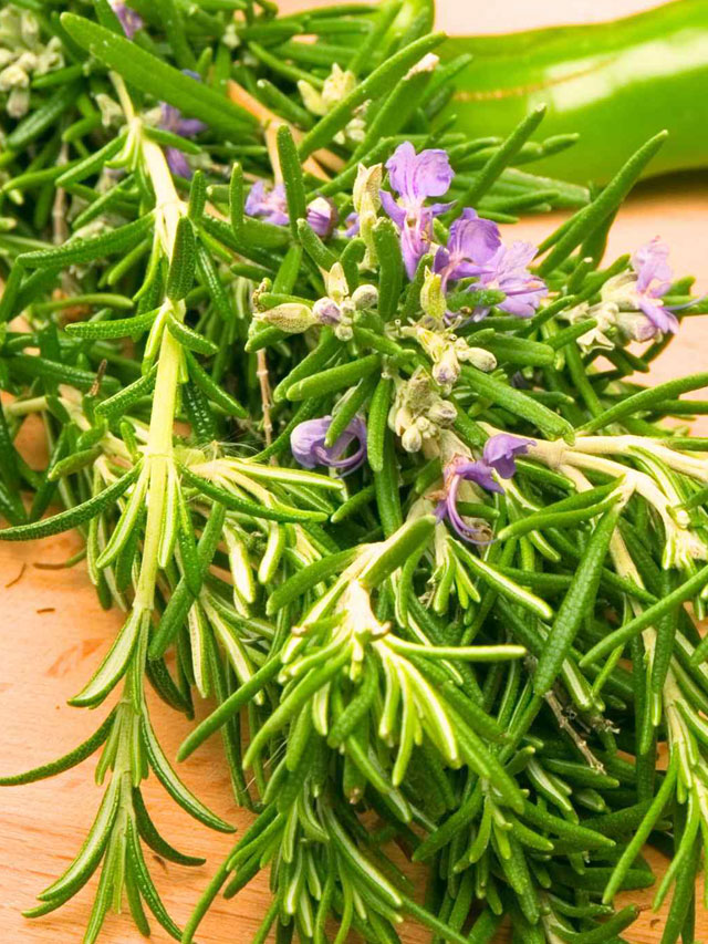 రోజ్మేరీ: క్యాన్సర్ నివారణ సహా నిరూపిత 16 ప్రయోజనాలు!