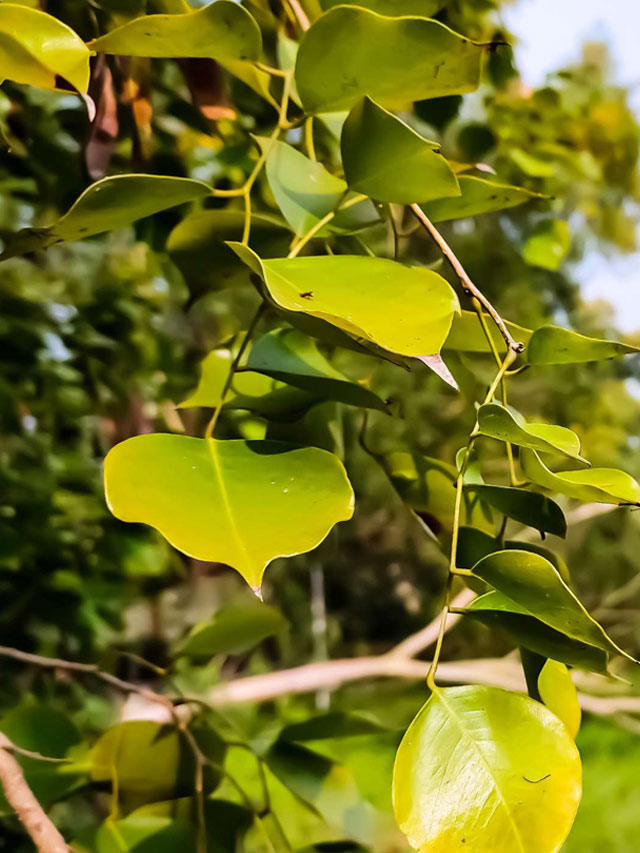 క్యాన్సర్ చికిత్సలో ఫలితాలను కనబరుస్తున్న ‘రోజ్‌వుడ్’