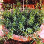Strengthens the immune system_ Rosemary