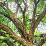 Cognitive benefits of rosewood aroma