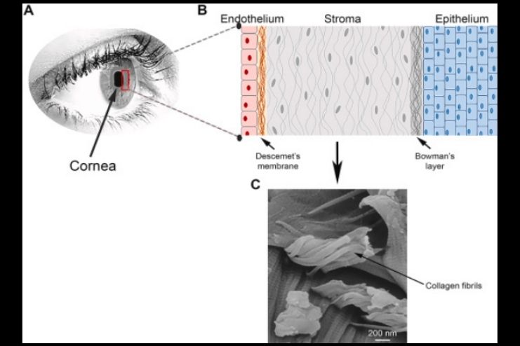 Corneal tissue tests
