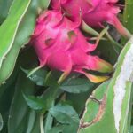Improved Skin Health Dragon fruit