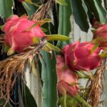 Pitaya fruit benefits