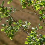 Powerful Antioxidant Protection